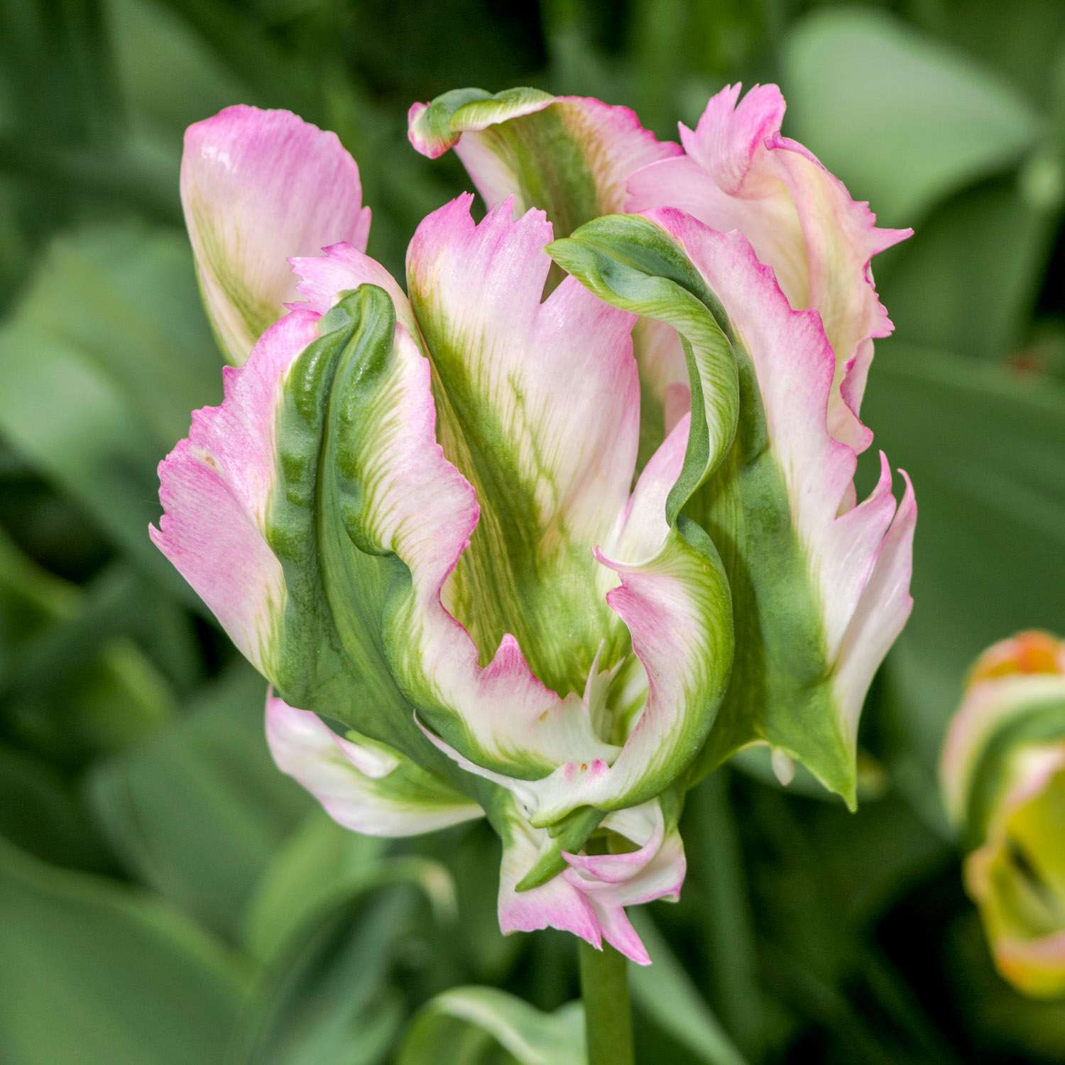 Tulppaani 'Green Wave'